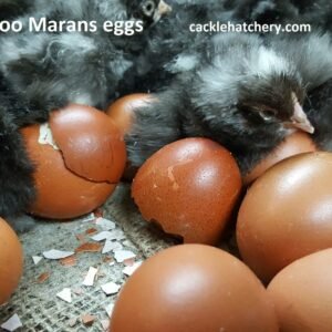 French Cuckoo Marans Hatching Eggs