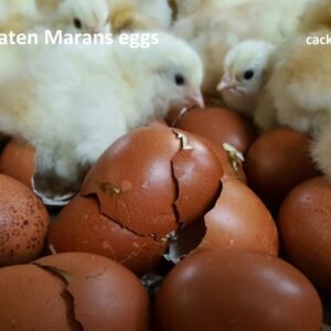French Wheaten Marans Hatching Eggs