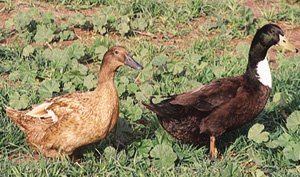 Golden 300 Hybrid Layer Duck