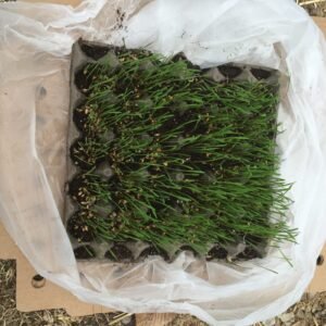 Chlorophyll Treat