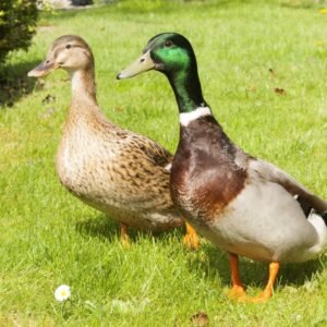 Surplus Regular Ducks