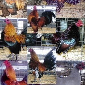 Cackle’s Show Class Old English Bantam S/R Assortment 15 Qty
