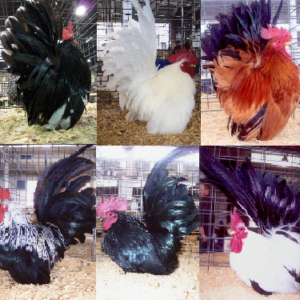 Japanese Bantam Special