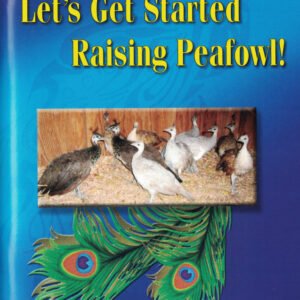 Let’s Get Started Raising Peafowl