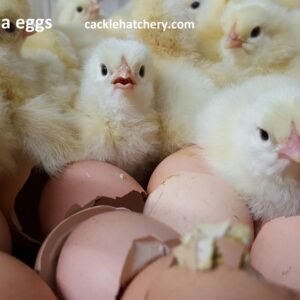 Light Brahma Hatching Eggs