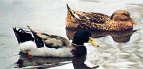 Mallard Ducks