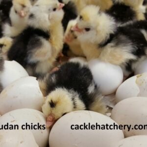 Mottled Houdan Hatching Eggs