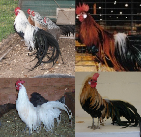 Phoenix Bantam Special