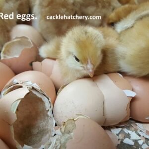 Production Red Hatching Eggs