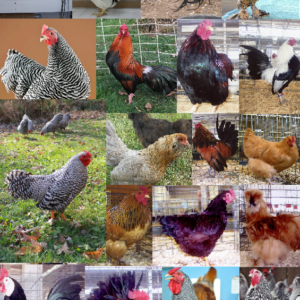 Purebred Bantam Assortment Special