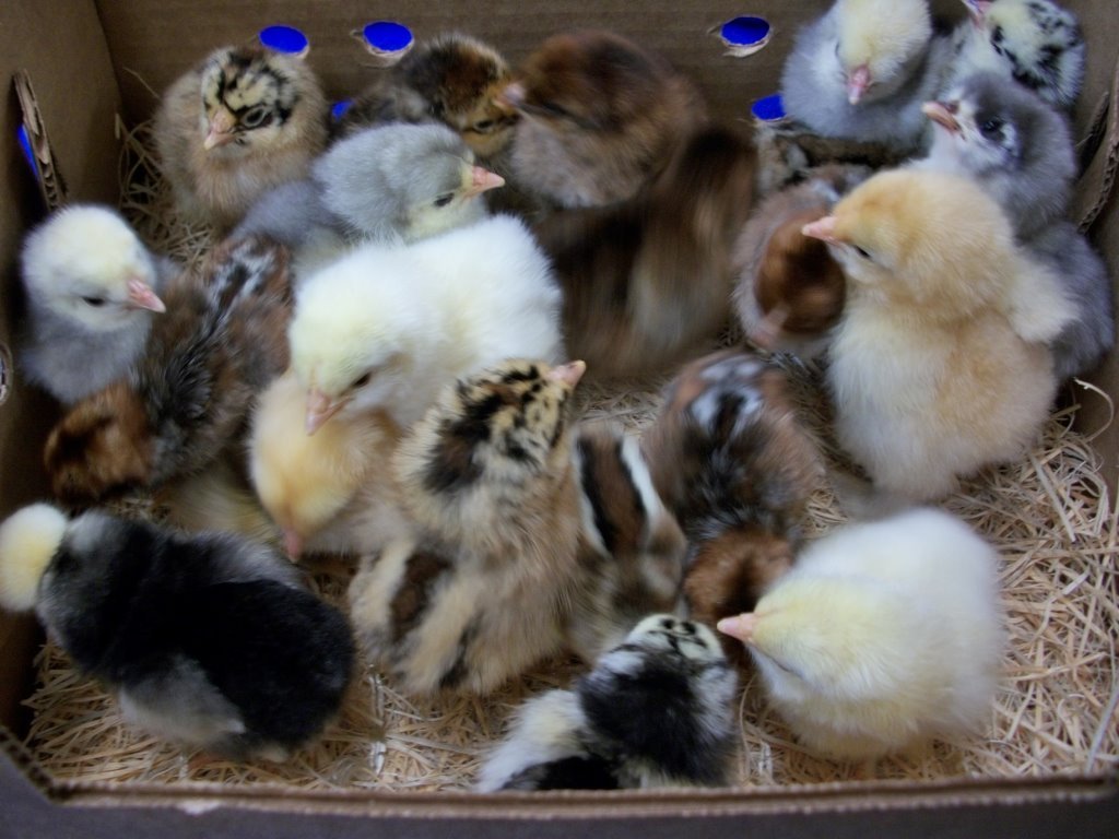 Rare Chick Special - Image 3