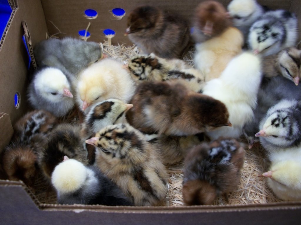 Rare Chick Special - Image 4