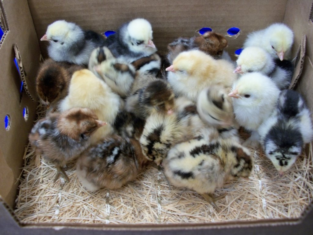 Rare Chick Special - Image 2