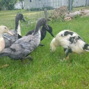 Surplus Rare Ducks
