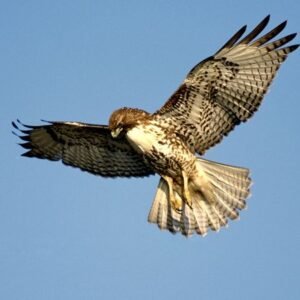 Free Range/Predator Resistant Chicken Special
