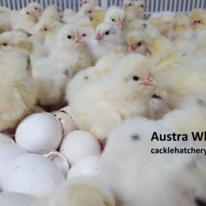 Austra White Hatching Eggs