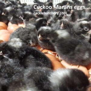 Cuckoo Marans Hatching Eggs
