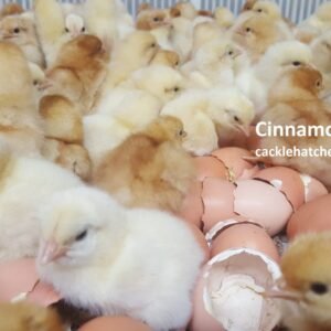 Cinnamon Queen Hatching Eggs