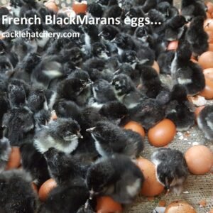 French Black Marans Hatching Eggs