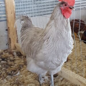Lavender Orpington Chicken