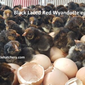 Black Laced Red Wyandottes Hatching Eggs