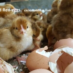 Rhode Island Red Hatching Eggs
