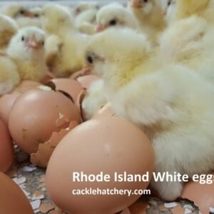 Rhode Island White Hatching Eggs