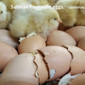 Salmon Faverolle Hatching Eggs