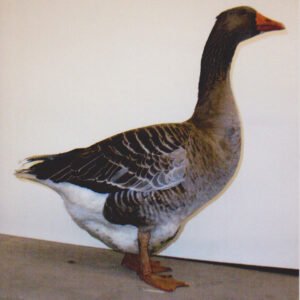 Toulouse Geese