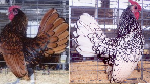 Sebright Bantam Surplus Special