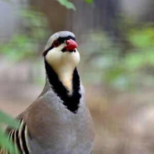 Chukar Partridge Hatching Eggs
