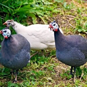 Weekly Special Hatchery Choice Guineas