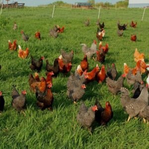 Backward Barnyard Special