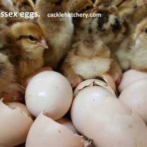 Speckled Sussex Hatching Eggs