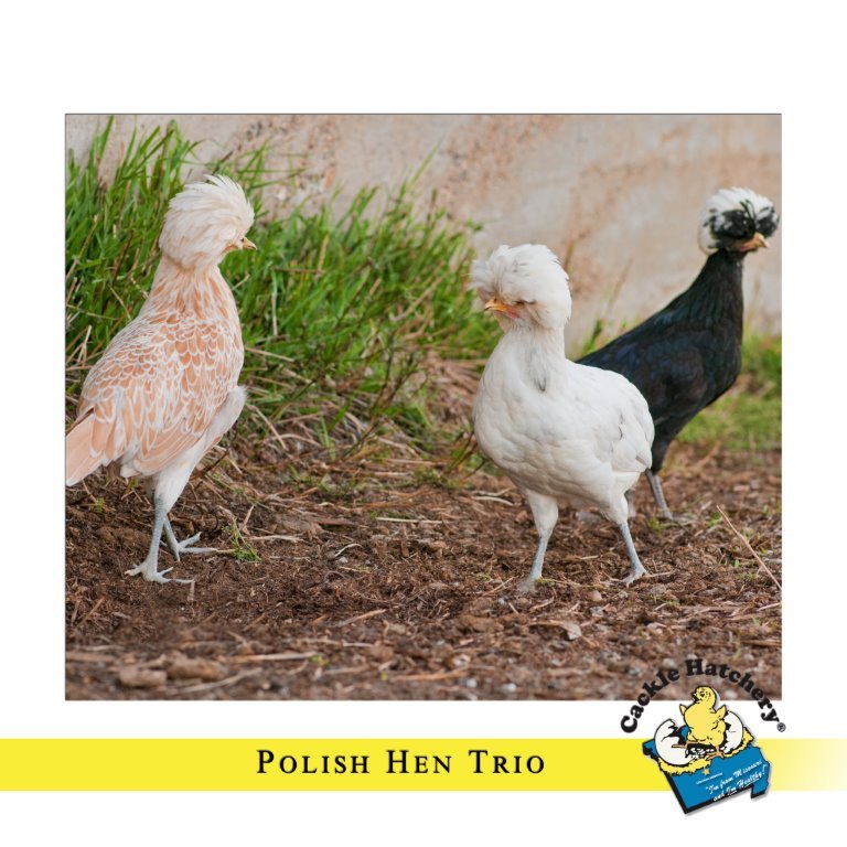 Polish Surplus Special - Image 6