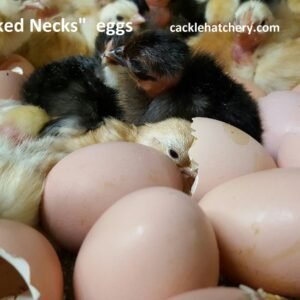 Turken “Naked Neck” Hatching Eggs