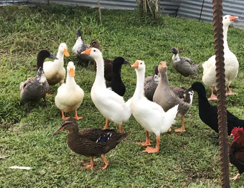 Waterfowl Special - Image 8