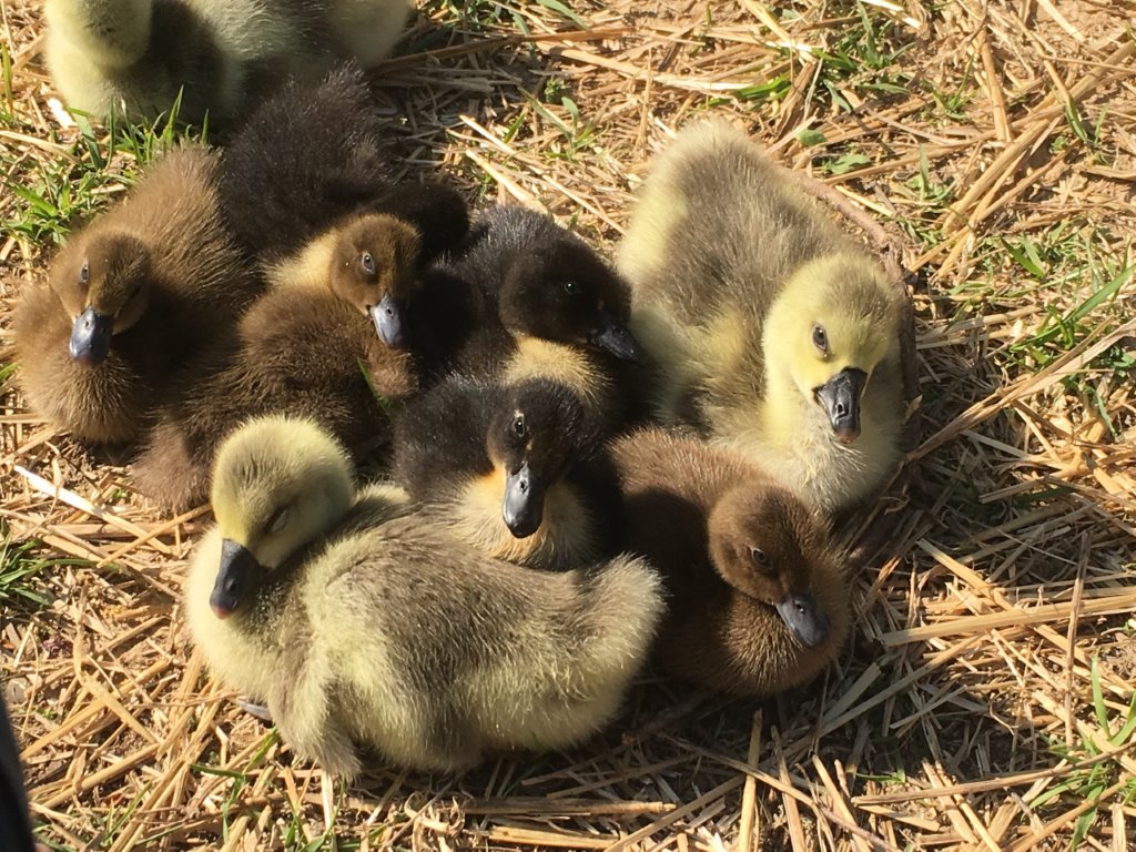 Waterfowl Special - Image 5