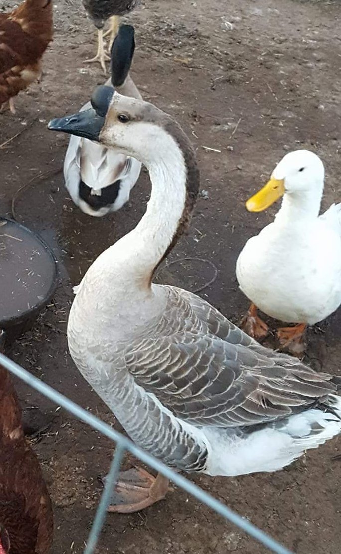 Waterfowl Special - Image 7