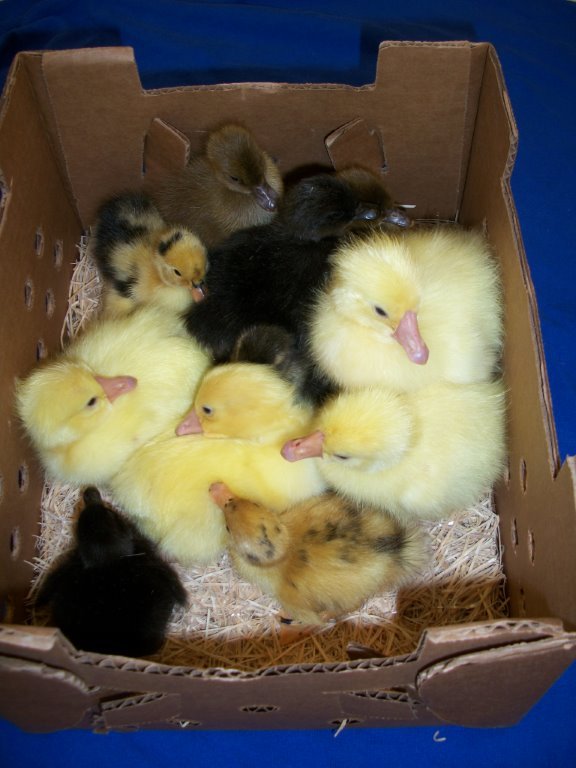 Waterfowl Special - Image 3