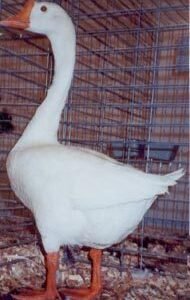 White Chinese Geese