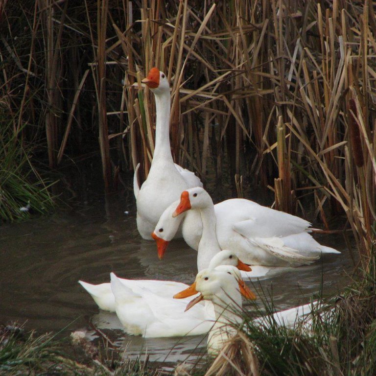 Waterfowl Special - Image 2