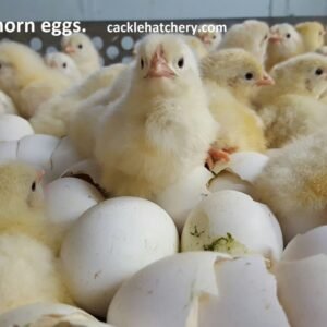 White Leghorn Hatching Eggs