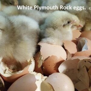 White Plymouth Rock Hatching Eggs