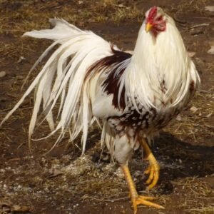 Not Sexed Red Shoulder Yokohama Chicken